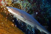 Image of: Triaenodon obesus (whitetip reef shark)