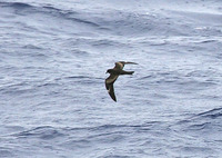 Matsudaira's Storm-petrel - Oceanodroma matsudairae