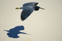 Eastern reef Egret