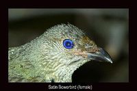 Satin Bowerbird