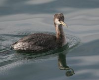 Red-necked Grebe - Podiceps grisegena