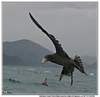 Hall's Giant Petrel - Macronectes halli