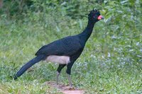 Red-billed Curassow - Crax blumenbachii