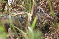 Greater Painted-snipe - Rostratula benghalensis