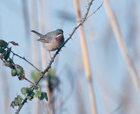 Subalpine Warbler (Sylvia cantillans) photo