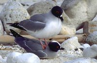 Swallow-tailed Gull - Creagrus furcatus