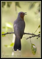 Dwarf Cuckoo - Coccyzus pumilus