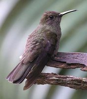 Sombre Hummingbird - Campylopterus cirrochloris