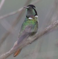 Hooded Visorbearer - Augastes lumachella