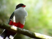 Cuban Trogon - Priotelus temnurus