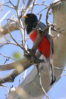 Elegant Trogon - Trogon elegans