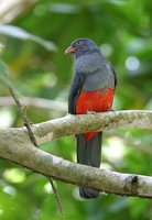 Slaty-tailed Trogon - Trogon massena