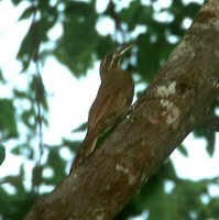 Moustached Woodcreeper - Xiphocolaptes falcirostris