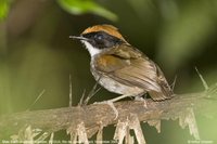 Black-cheeked Gnateater - Conopophaga melanops