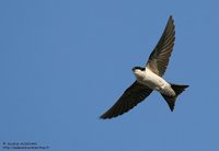 House Martin - Delichon urbica