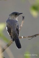 Indian Robin - Saxicoloides fulicata