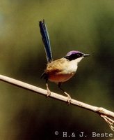 Purple-crowned Fairywren - Malurus coronatus