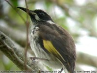 New Holland Honeyeater - Phylidonyris novaehollandiae