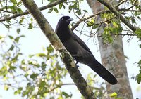 Purplish Jay - Cyanocorax cyanomelas