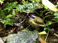Sooty-capped Bush-Tanager - Chlorospingus pileatus