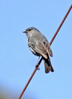 Plumbeous Sierra-Finch - Phrygilus unicolor