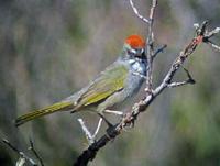 Green-tailed Towhee