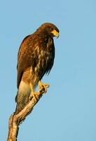 Harris' Hawk, immature.  Cozad Ranch, Linn, TX