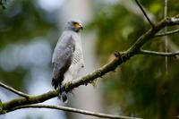 Roadside hawk