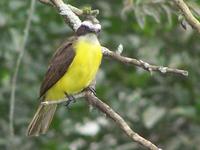 Rusty-margined flycatcher