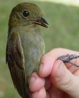 Thrush-like manakin, schiffornis