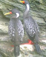 Phalacrocorax gaimardi