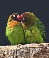 Pair of Black Cheeked Lovebirds kissing stock photo