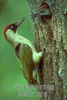 Green Woodpecker feeding young at nest hole stock photo