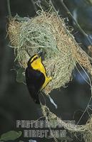 ...Black necked weaver building a nest , Ploceus nigricollis , Amboseli National Park , Kenya stock
