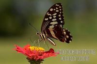 citrus swallowtail stock photo