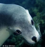 Australian Sea Lion - Neophoca cinerea