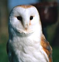 Barn Owl