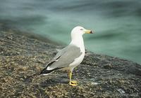 괭이갈매기 Black-Tailed Gull Larus crassirostris