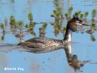 Great Crested Grebe