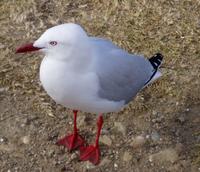 Silver Gull