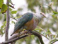 Flores Rose-crowned Fruit Dove