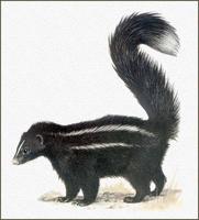 Langschwanzskunk oder Haubenskunk [Mephitis macroura]