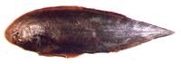 용서대 Cynoglossus abbreviatus (Gray)