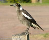 Black backed Magpie (Juvenile), Gymnorhina tibicen  (Cracticidae), Dulong, Queensland, September...