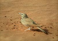 Hoopoe Lark (Alaemon alaudipes)