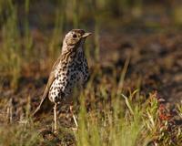 Songthrush (Turdus philomelos)