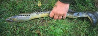 Sea Lamprey Petromyzon marinus