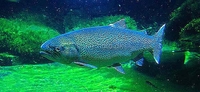 Rainbow Trout Oncorhynchus mykiss