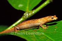 : Bolitoglossa colonnea