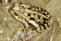 : Bufo ictericus; Yellow Cururu Toad